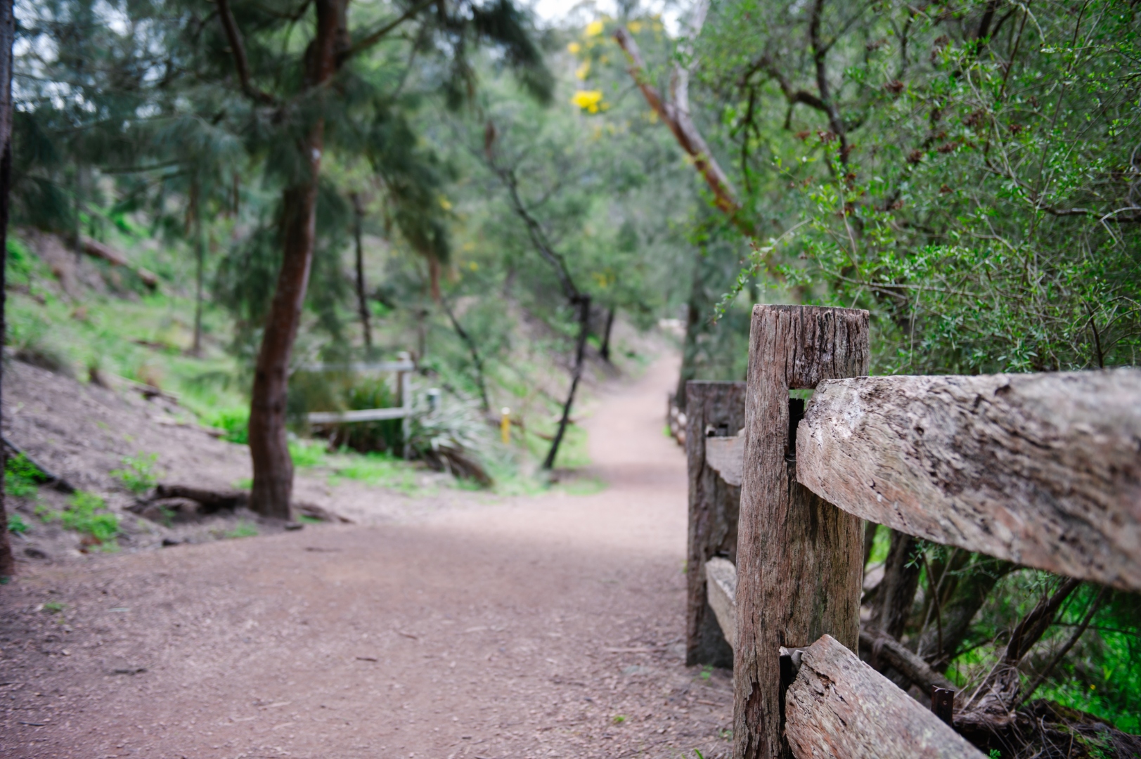 Yarran Dheran Nature Reserve — Wurundjeri Woi-wurrung Country, Mitcham